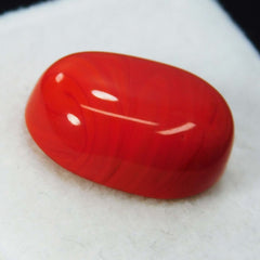 10 Ct Natural Italian Red Coral Loose Gemstone Cabochon Oval Cut