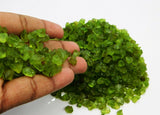 CERTIFIED Natural Green Peridot Rough Lot Rough 500 Ct Loose Gemstone Rough lot